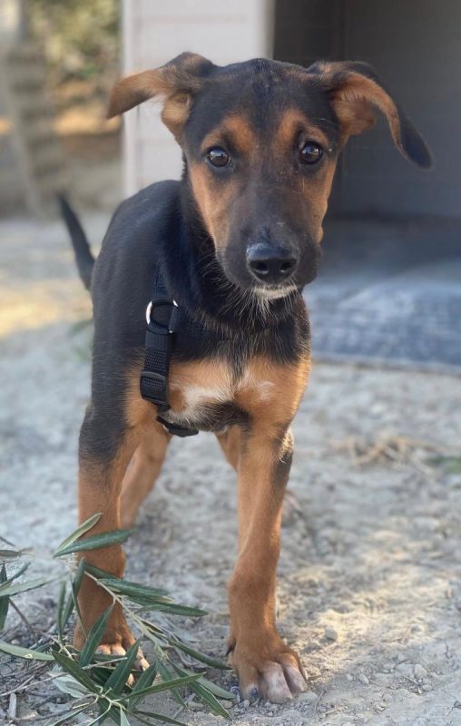 Kika - Chien Berger Belge Malinois à adopter - photo 3