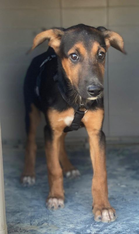 Kika - Chien Berger Belge Malinois à adopter - photo 8