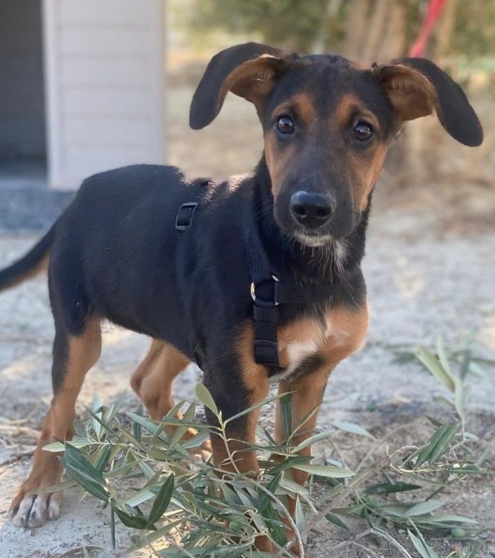 Kika - Chien Berger Belge Malinois à adopter