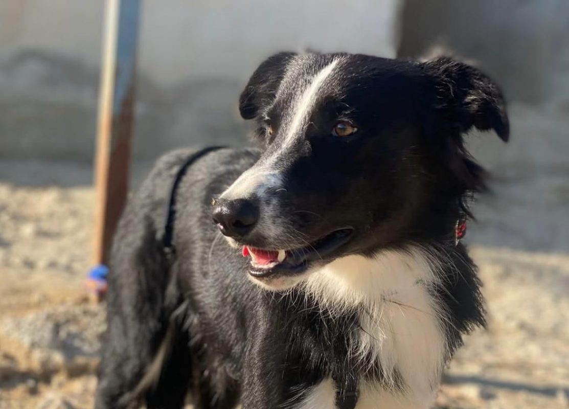 Giogi - Chien Border Collie à adopter - photo 2
