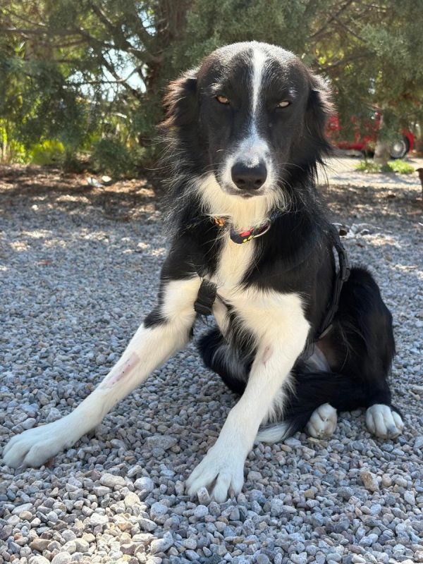 Giogi - Chien Border Collie à adopter - photo 4