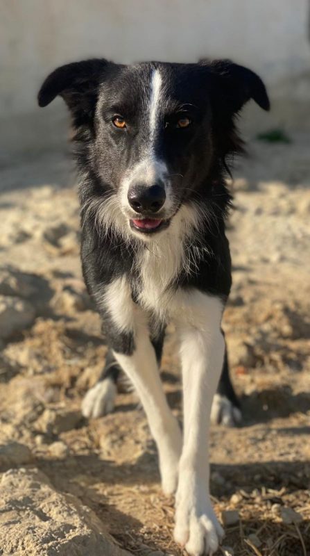 Giogi - Chien Border Collie à adopter - photo 6