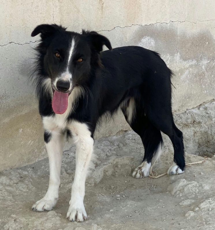 Giogi - Chien Border Collie à adopter