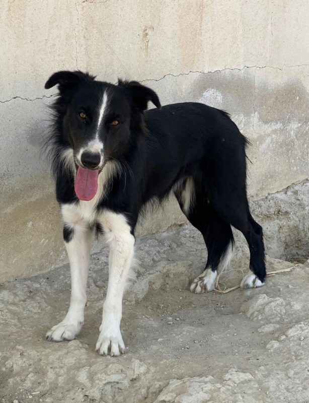 Giogi - Chien Border Collie à adopter - photo 3