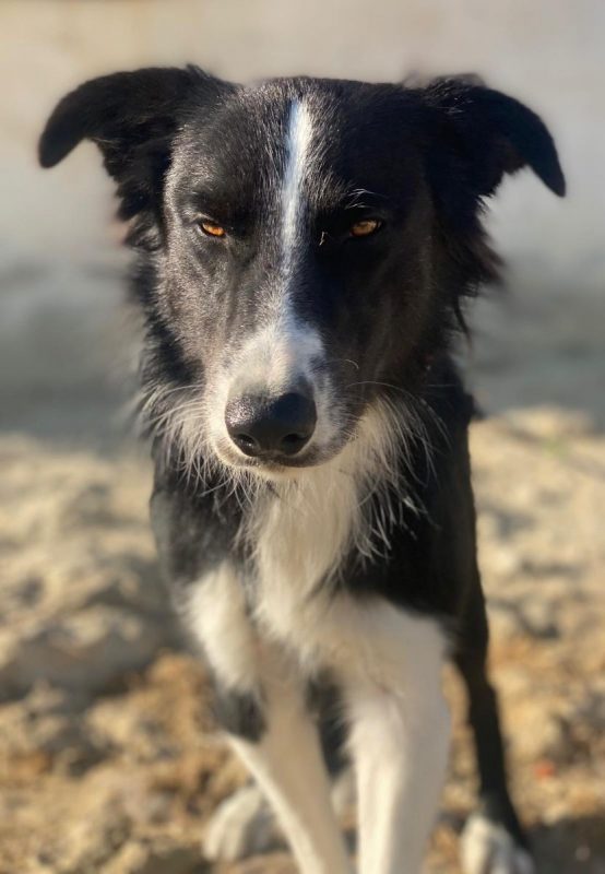 Giogi - Chien Border Collie à adopter - photo 5