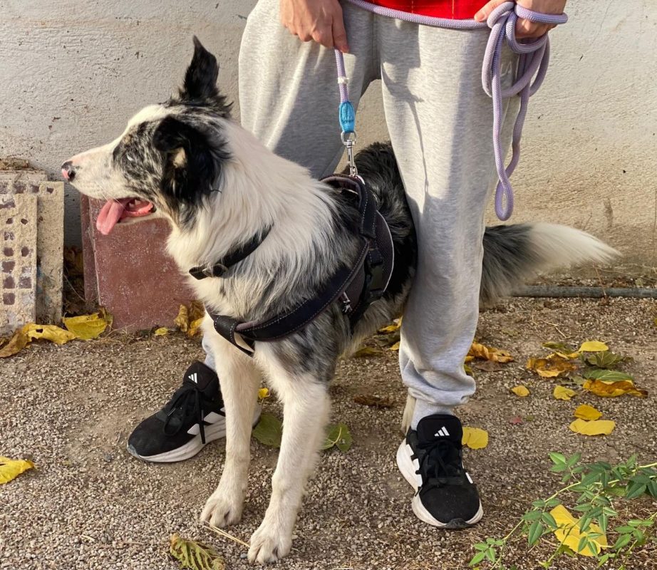 Pitt - Chien Border Collie à adopter - photo 2