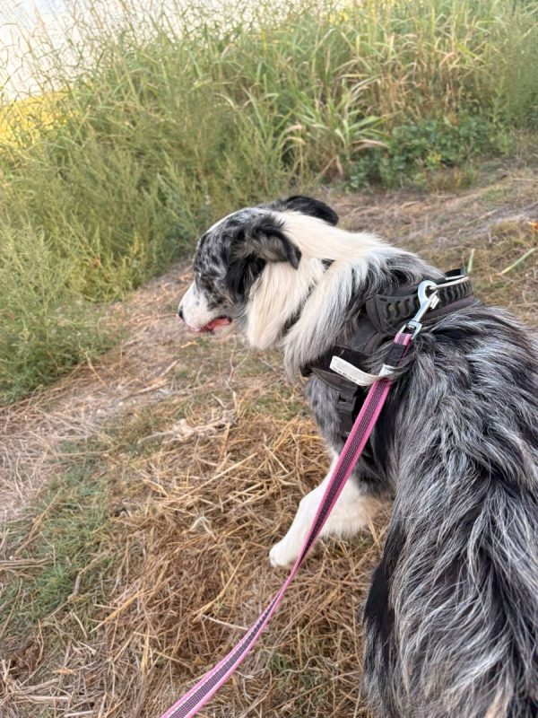 Pitt - Chien Border Collie à adopter - photo 10