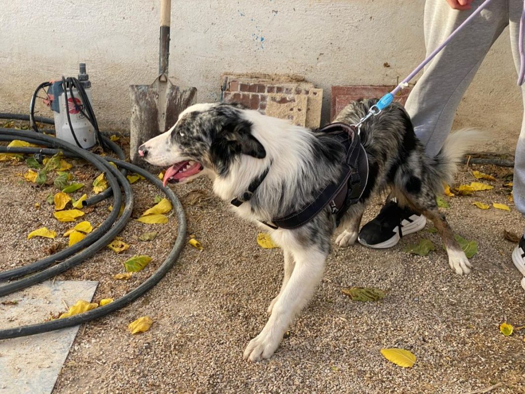 Pitt - Chien Border Collie à adopter - photo 8