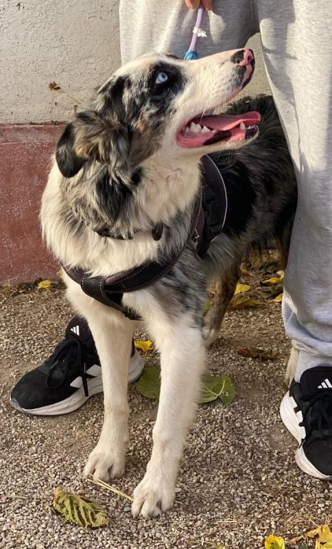 Pitt - Chien Border Collie à adopter - photo 4