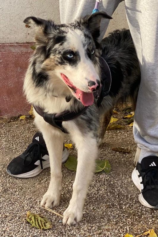 Pitt - Chien Border Collie à adopter - photo 11