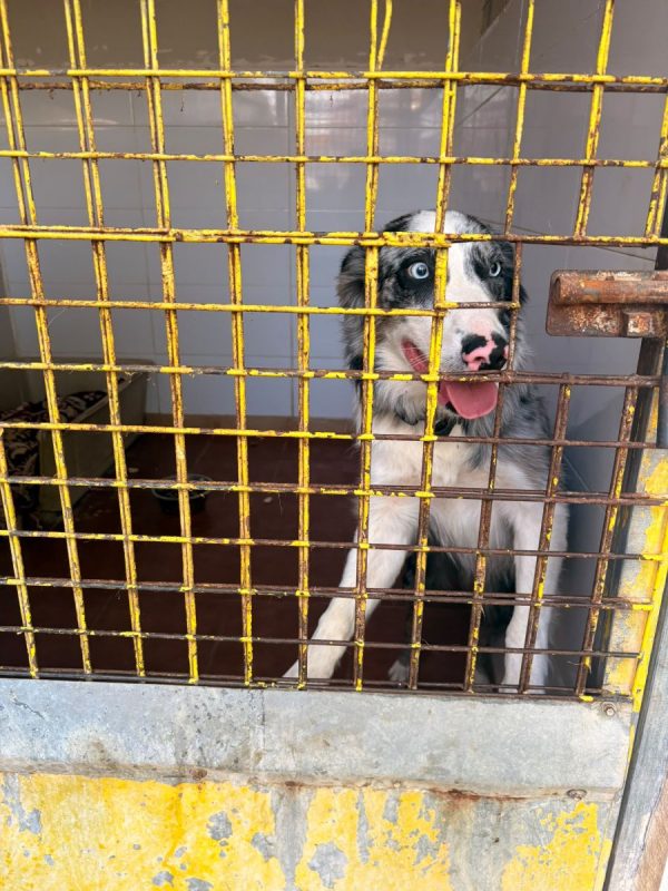 Pitt - Chien Border Collie à adopter - photo 3