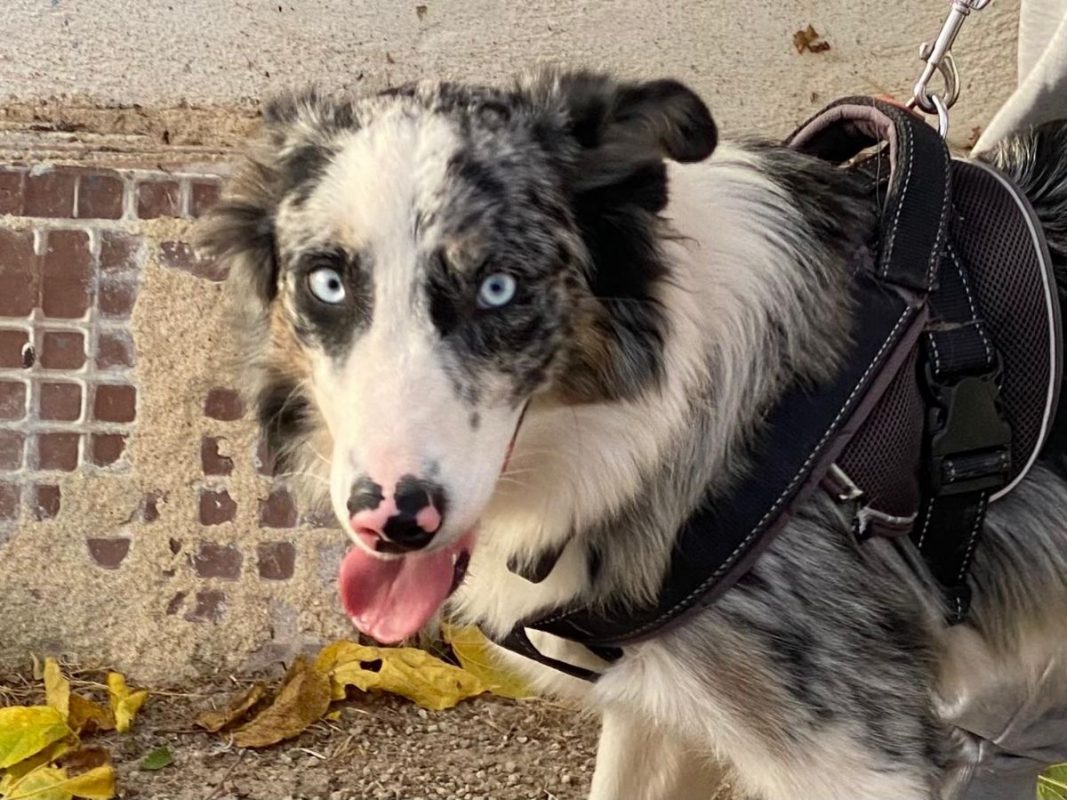 Pitt - Chien Border Collie à adopter