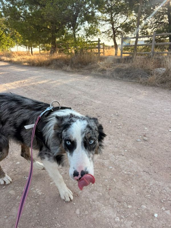 Pitt - Chien Border Collie à adopter - photo 6