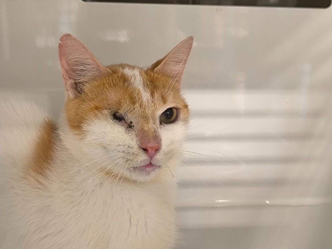 Cochon d'inde - Chat Européen à adopter