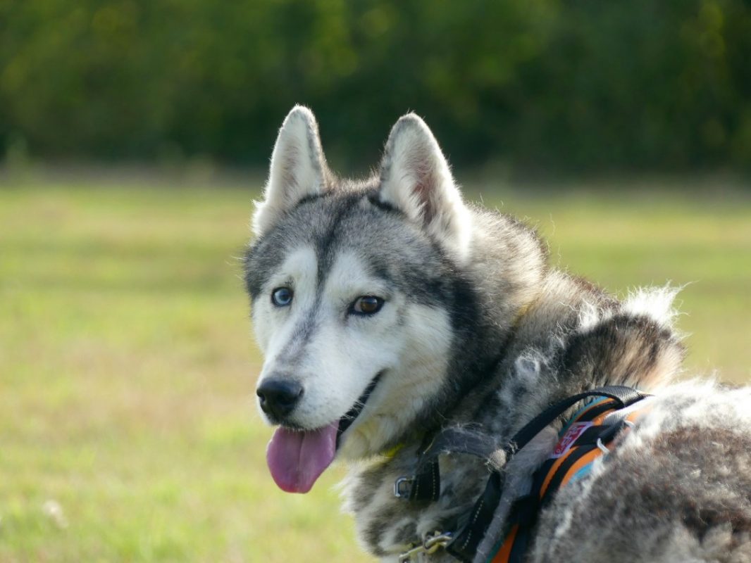 Zeus - Chien Husky Sibérien à adopter