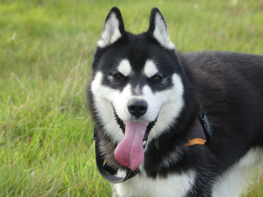 Igor - Chien Husky Sibérien à adopter