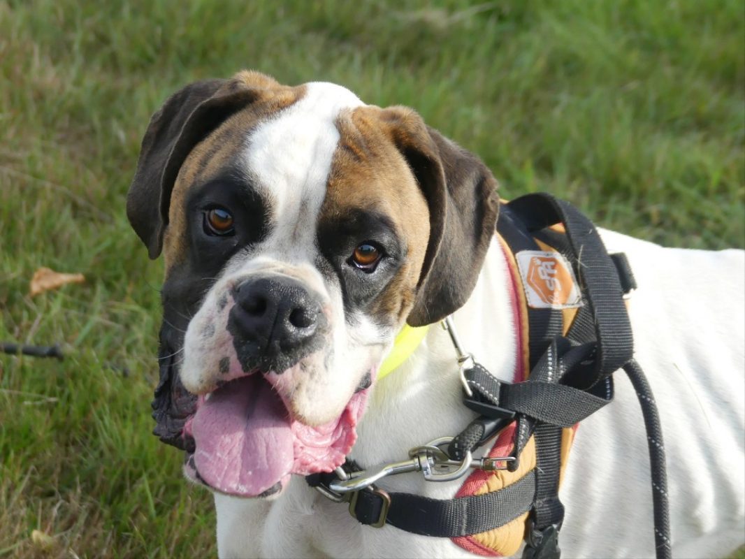 Olaf - Chien Boxer à adopter