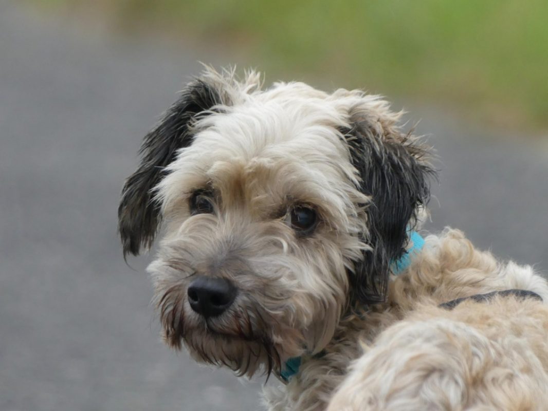 Lou - Chien Bichon à poil frisé à adopter