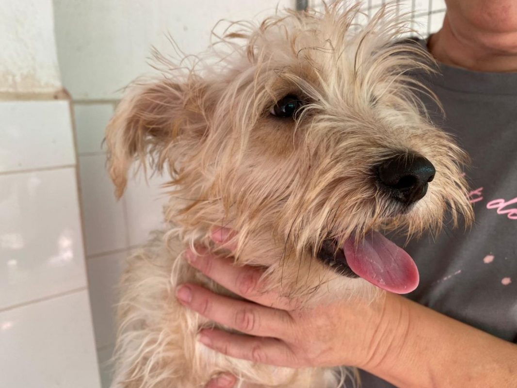 Firu - Chien Yorkshire Terrier à adopter - photo 5