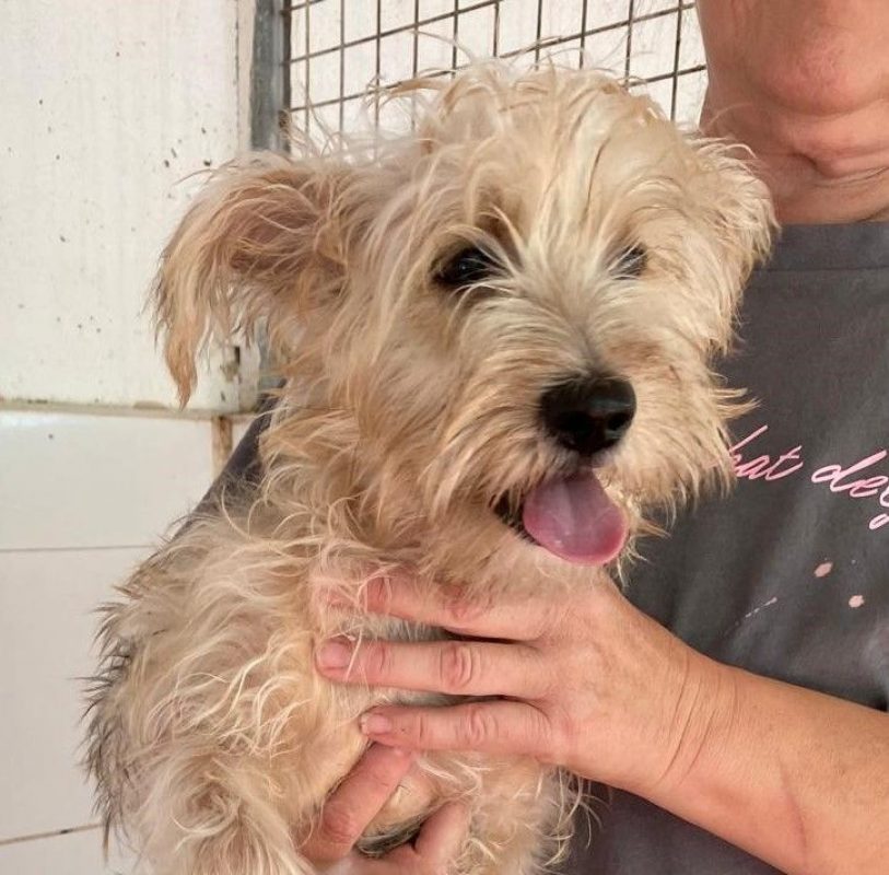 Firu - Chien Yorkshire Terrier à adopter