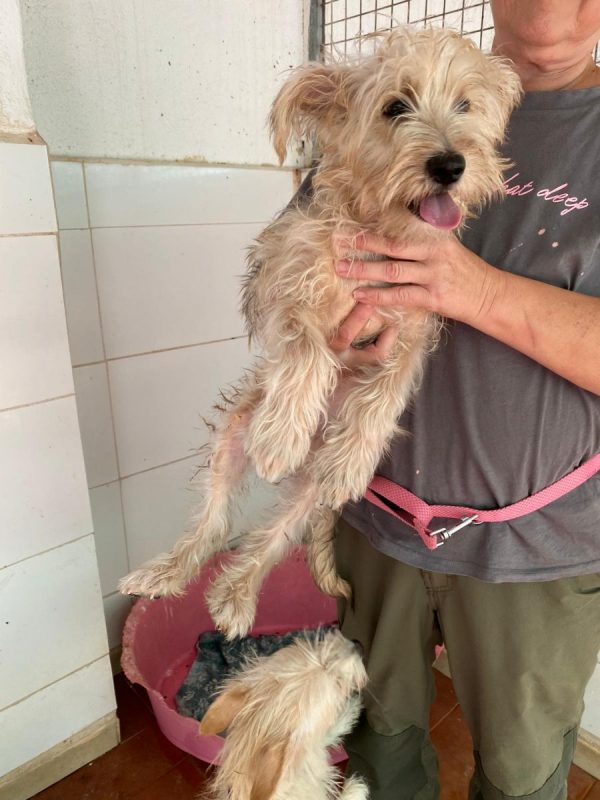Firu - Chien Yorkshire Terrier à adopter - photo 2