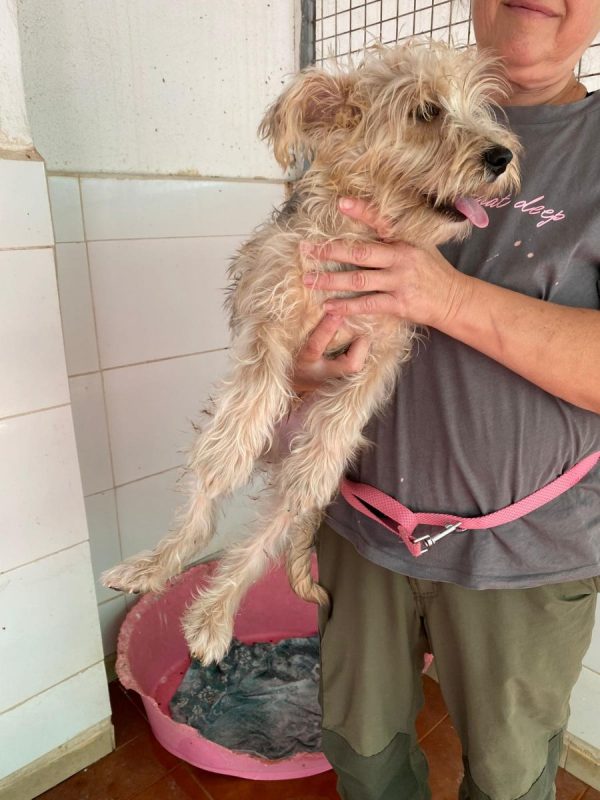 Firu - Chien Yorkshire Terrier à adopter - photo 4
