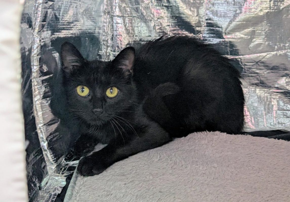Ceria - Chat Européen à adopter