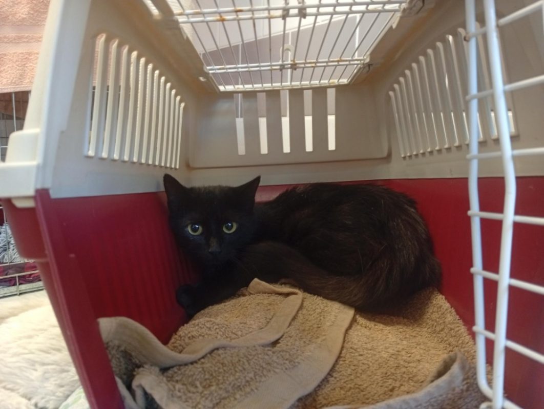 Ceria - Chat Européen à adopter - photo 2