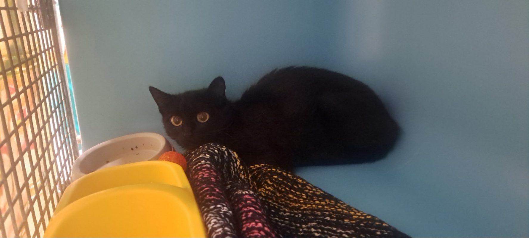Ceria - Chat Européen à adopter - photo 3