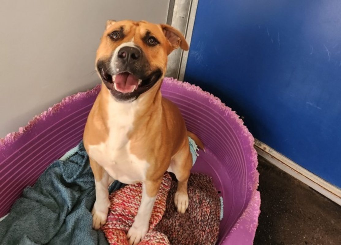 Bobby - Chien Bouledogue Américain à adopter