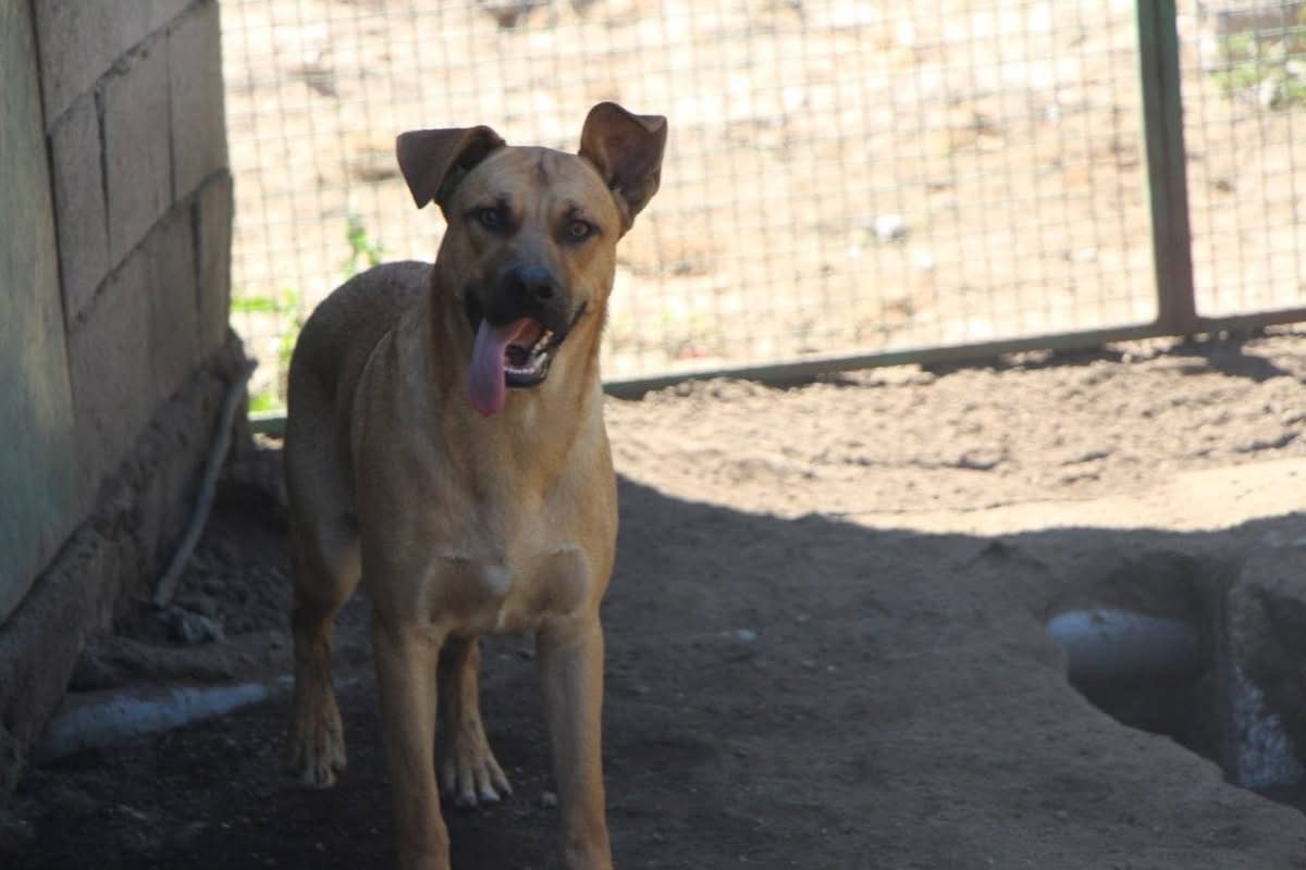 Vasco - Chien à adopter - photo 2