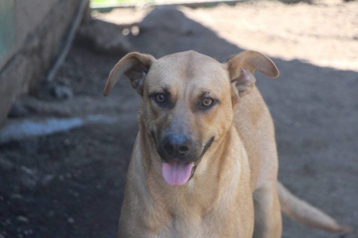 Vasco - Chien à adopter - photo 5
