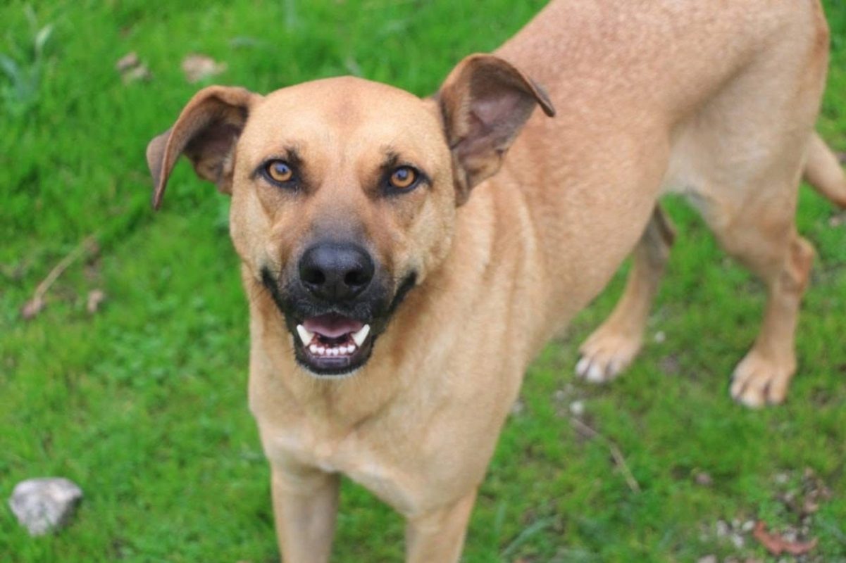 Vasco - Chien à adopter