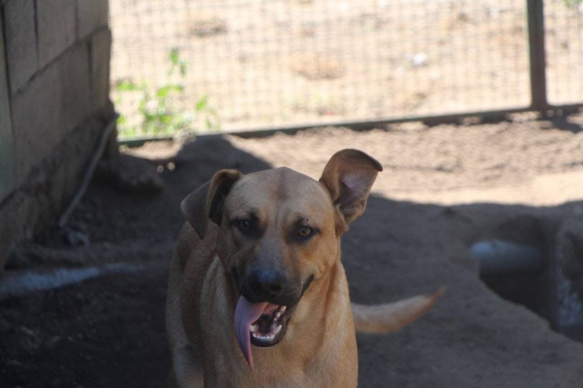 Vasco - Chien à adopter - photo 6