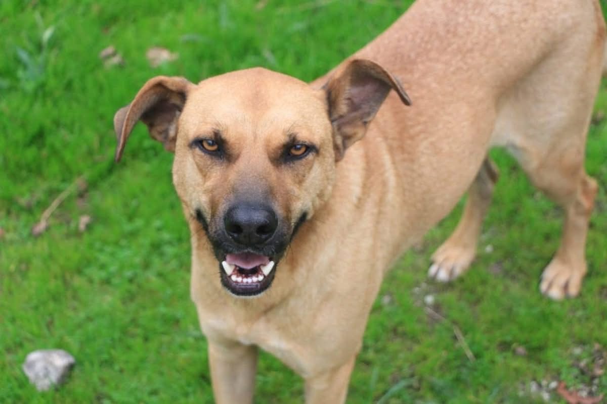 Vasco - Chien à adopter - photo 3