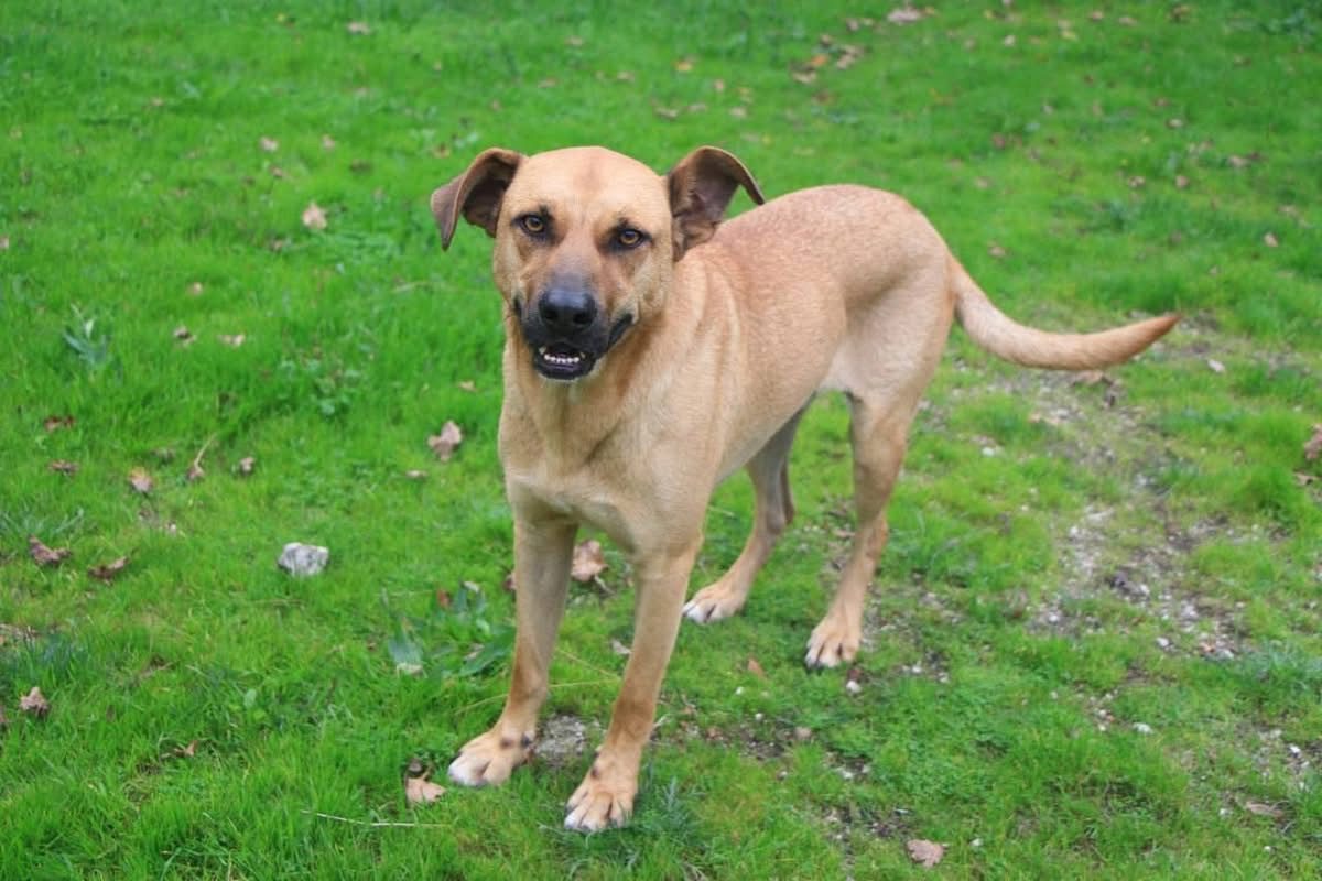 Vasco - Chien à adopter - photo 4