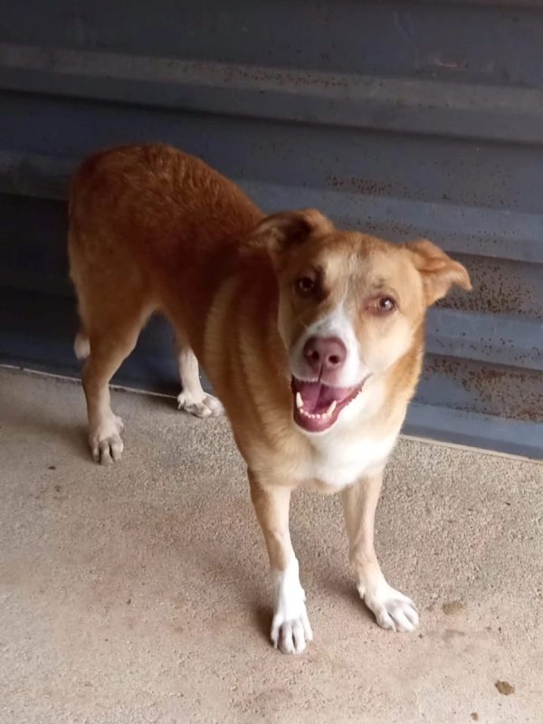 Brownie - Chien à adopter - photo 2