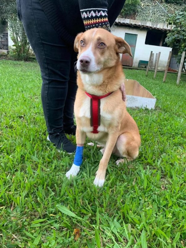 Brownie - Chien à adopter