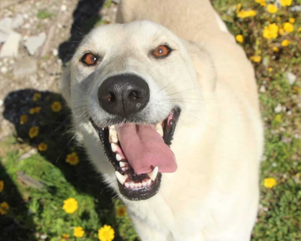 Morango - Chien à adopter