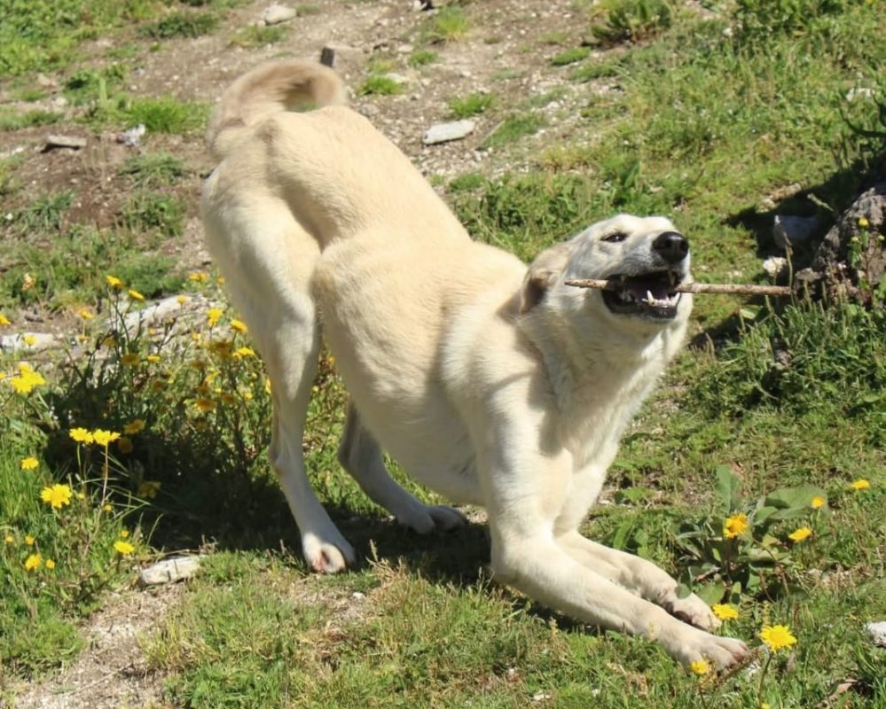 Morango - Chien à adopter - photo 3