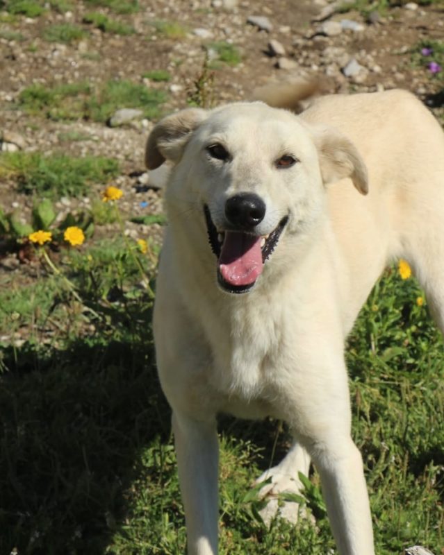 Morango - Chien à adopter - photo 2