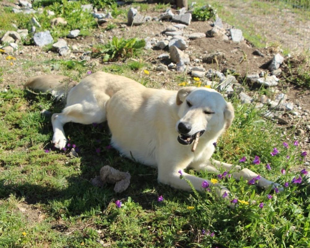 Morango - Chien à adopter - photo 5