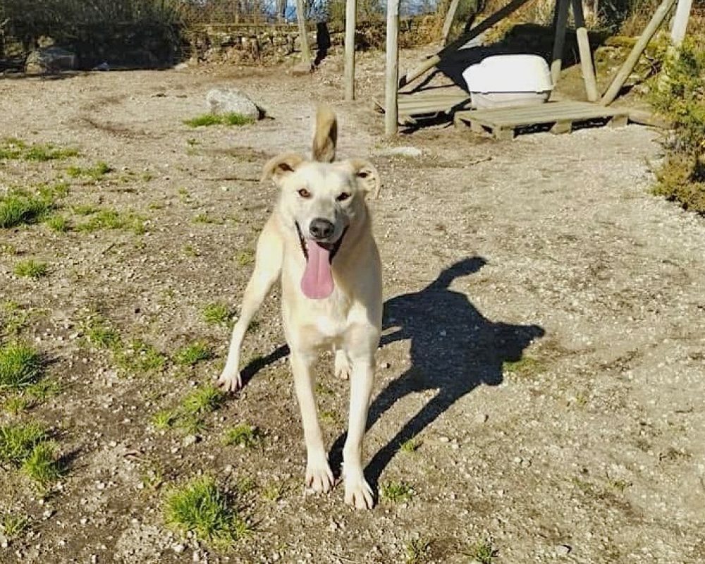 Morango - Chien à adopter - photo 4