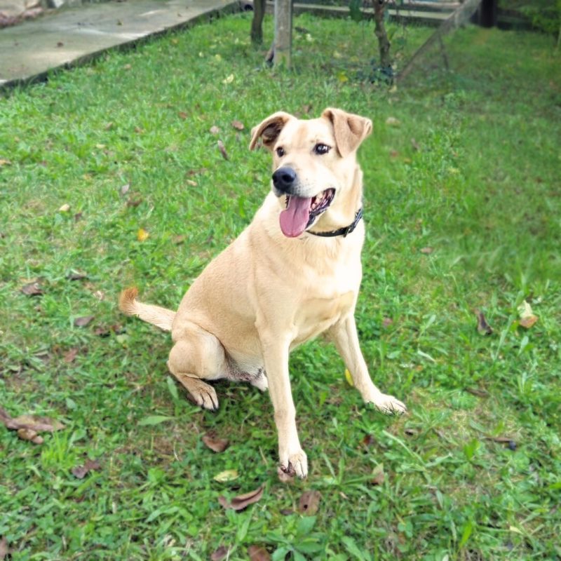 Bowie - Chien à adopter - photo 8