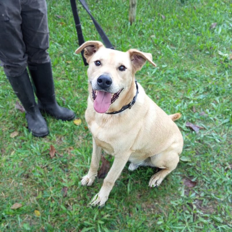Bowie - Chien à adopter - photo 2