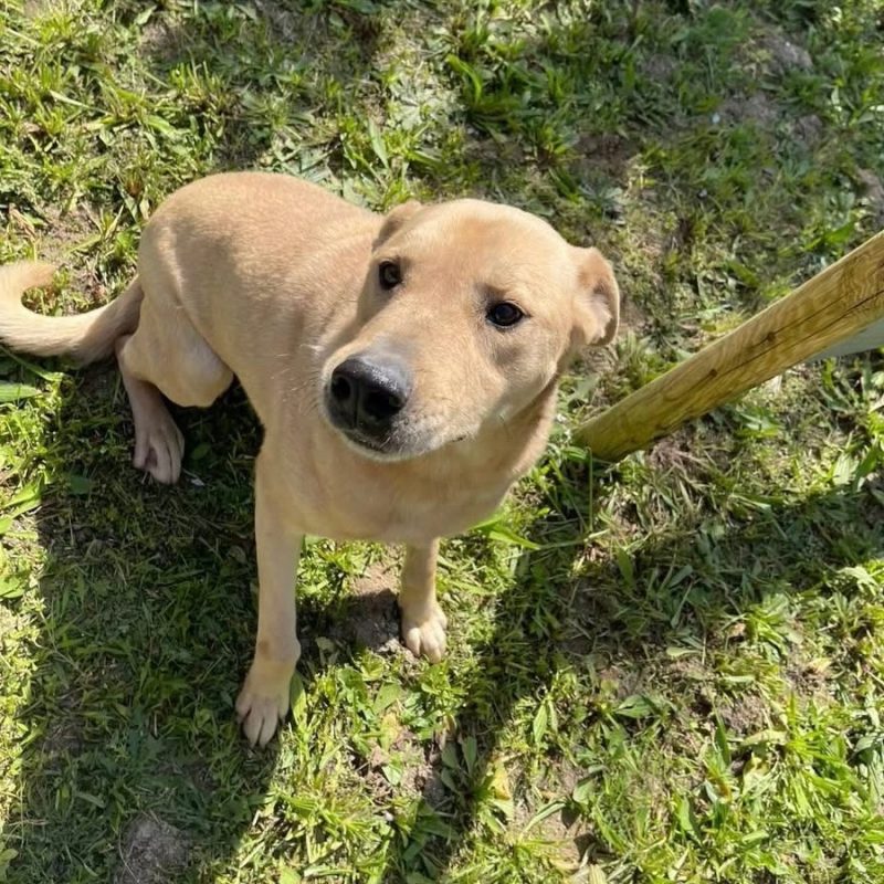 Bowie - Chien à adopter - photo 7