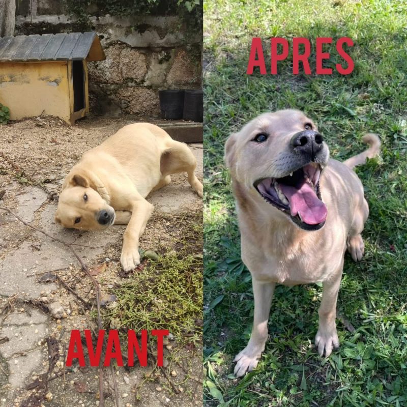 Bowie - Chien à adopter - photo 5