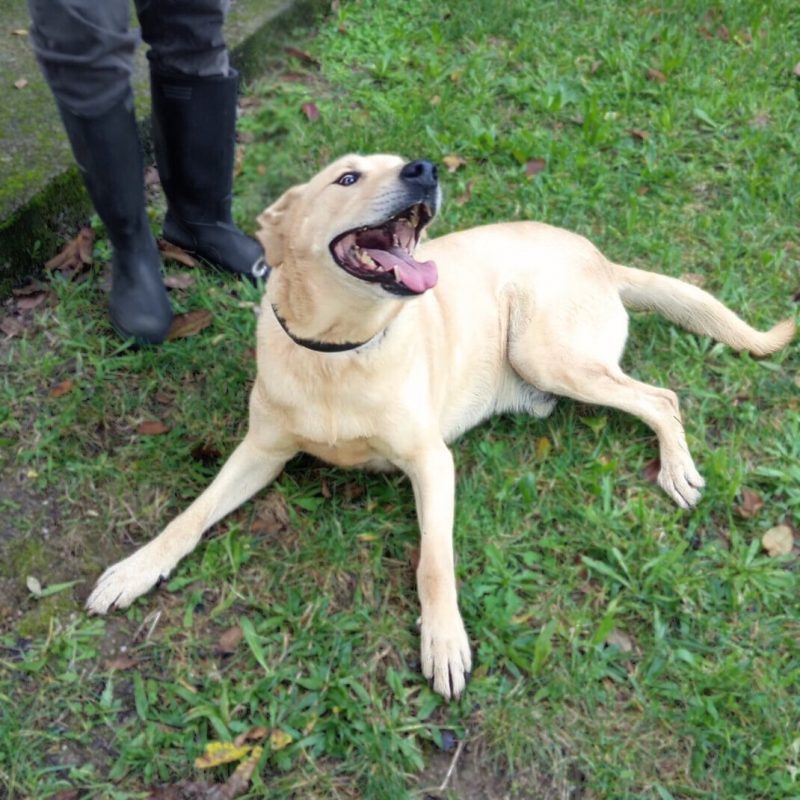 Bowie - Chien à adopter - photo 3
