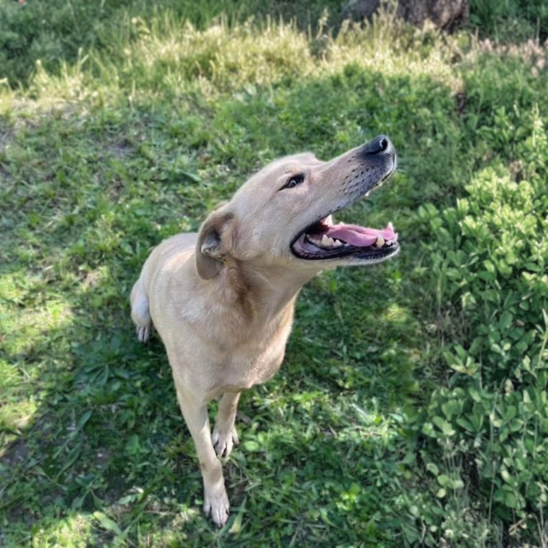 Bowie - Chien à adopter - photo 6