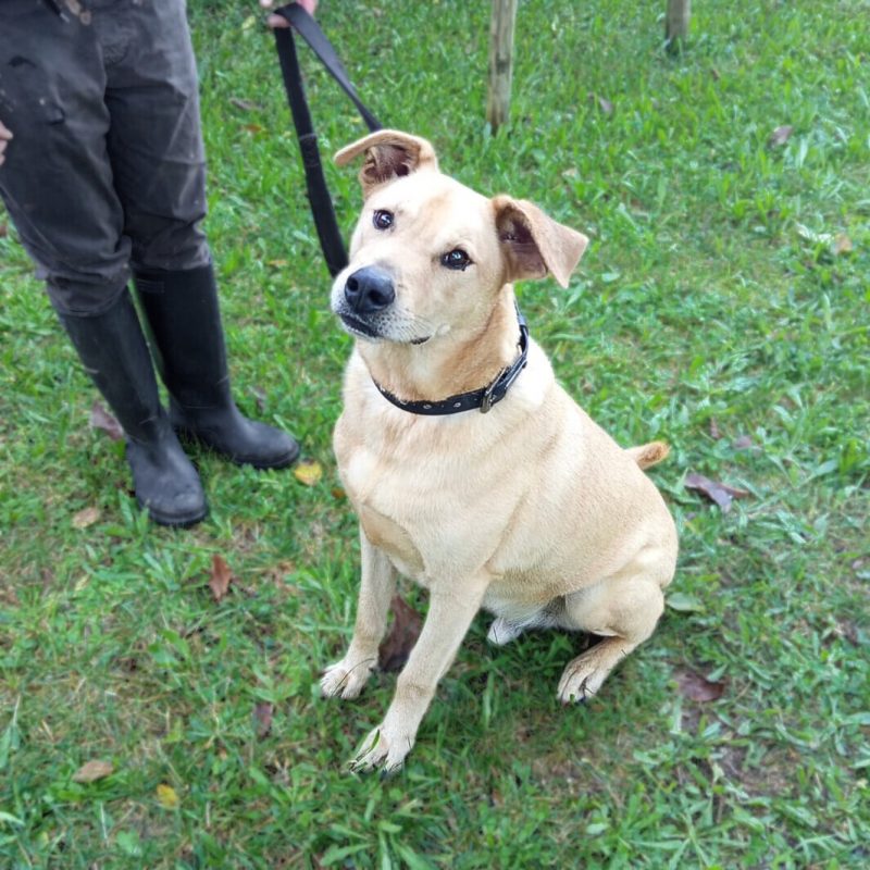 Bowie - Chien à adopter - photo 4